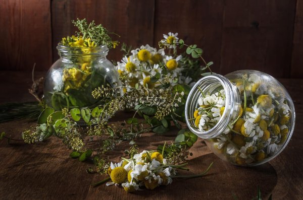 Comment bien profiter des bienfaits des plantes médicinales sur le cerveau ?